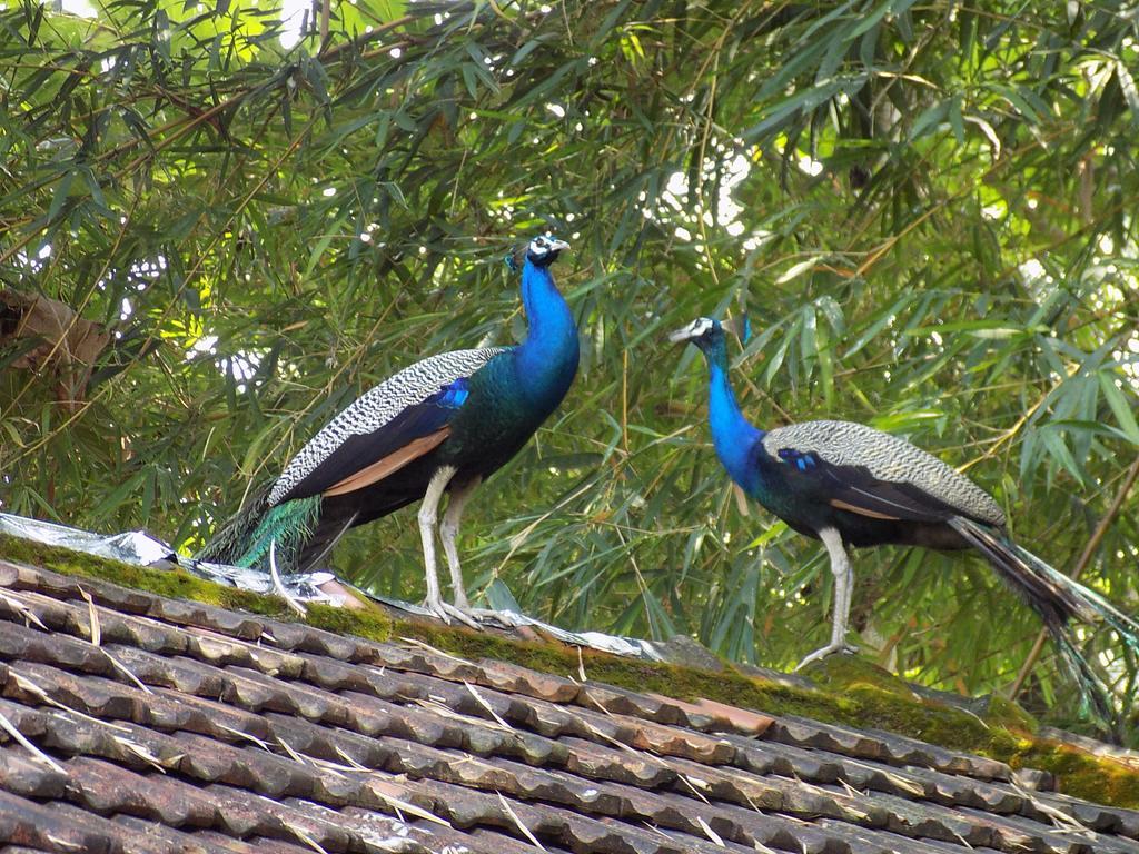 Bed and Breakfast Elphinstone Residency Kochi Exteriér fotografie